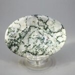 Tree Jasper Palmstone (Extra Grade) ~70x50mm