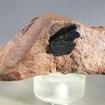 Vivianite Crystal Group ~60mm