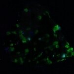 Willemite, Franklinite & Zincite Healing Mineral ~30mm