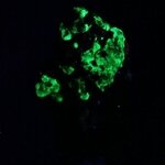 Willemite, Franklinite & Zincite Healing Mineral ~32mm