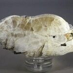 Witherite Mineral Specimen (part-polished) ~70mm