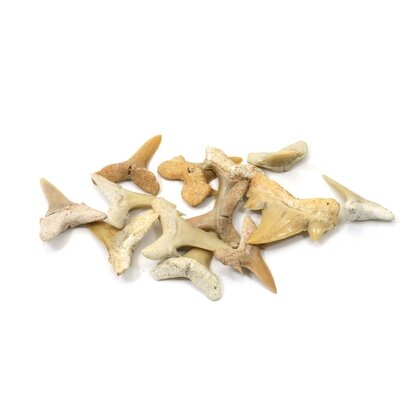 Bag of Fossilised Shark Teeth - Mixed Sizes