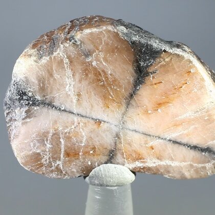 Chiastolite Polished Slice ~42mm