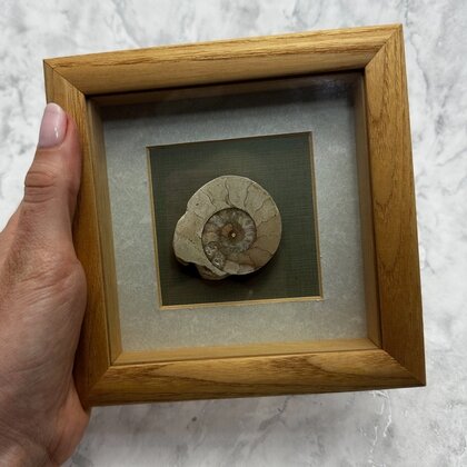Collectors Framed Ammonite Fossil ~15x15cm