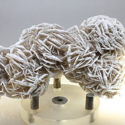 Desert Rose ~10cm