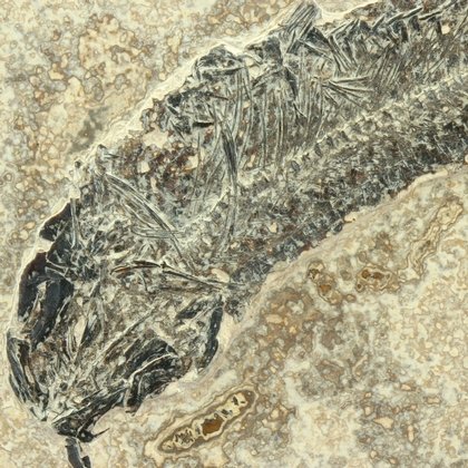 Fossil Fish Plate - Diplomystus ~26 x 21cm