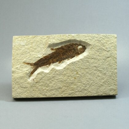 Fossil Fish Plate - Knightia ~ 13 x 8cm