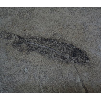 Fossil Fish Plate - Knightia Eocena ~26x21cm