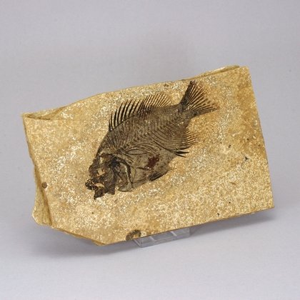 Fossil Fish Plate - Priscacara ~19 x 11cm