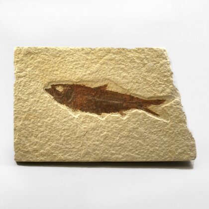 Fossil Fish Plate - Knightia ~12x8cm