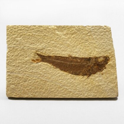 Fossil Fish Plate - Knightia ~12x8cm
