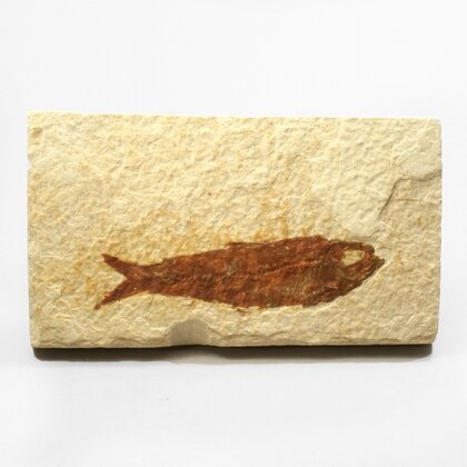 Fossil Fish Plate - Knightia ~10x5cm