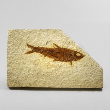 Fossil Fish Plate - Knightia ~13x8cm