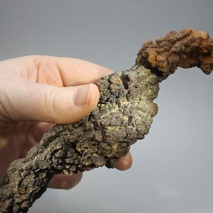Fossilised Coprolite ~148mm