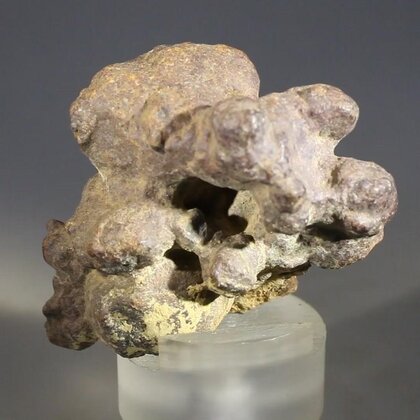 Fossilised Coprolite ~45mm