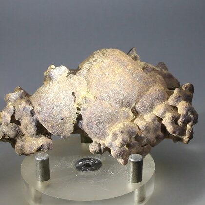 Fossilised Coprolite ~83mm