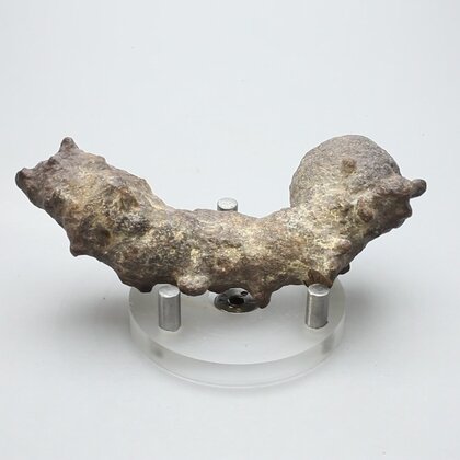 Fossilised Coprolite ~84mm