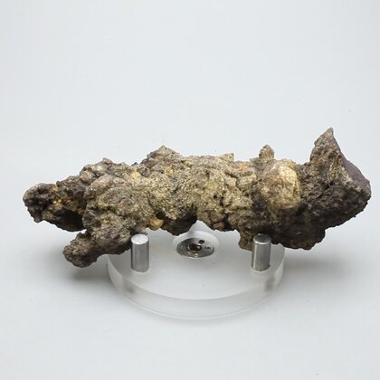 Fossilised Coprolite ~90mm