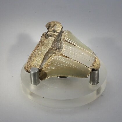 Fossilised Megalodon Tooth ~47mm