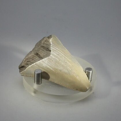 Fossilised Megalodon Tooth ~47mm