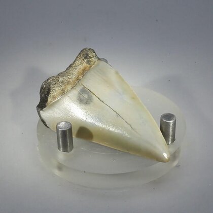 Fossilised Megalodon Tooth ~49mm