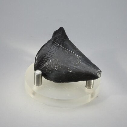 Fossilised Megalodon Tooth ~50mm