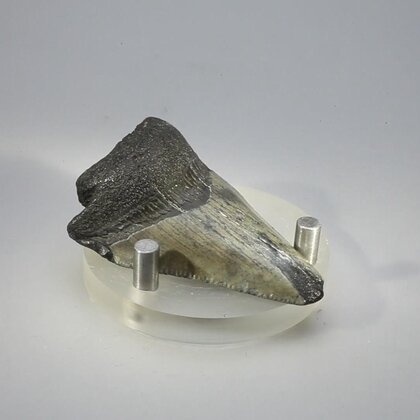 Fossilised Megalodon Tooth ~54mm