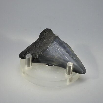 Fossilised Megalodon Tooth ~54mm