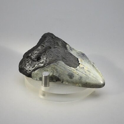 Fossilised Megalodon Tooth ~56mm