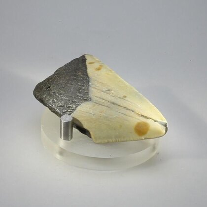 Fossilised Megalodon Tooth ~57mm