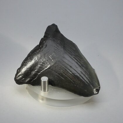 Fossilised Megalodon Tooth ~62mm
