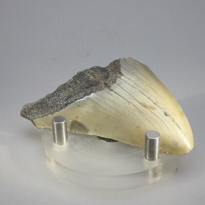 Fossilised Megalodon Tooth ~62mm