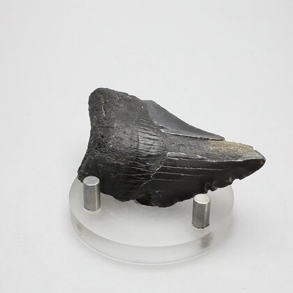 Fossilised Megalodon Tooth ~65mm