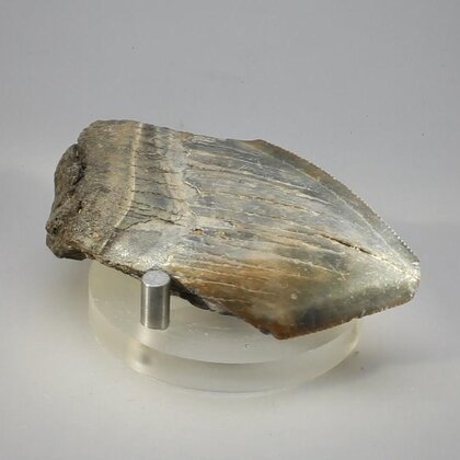 Fossilised Megalodon Tooth ~67mm