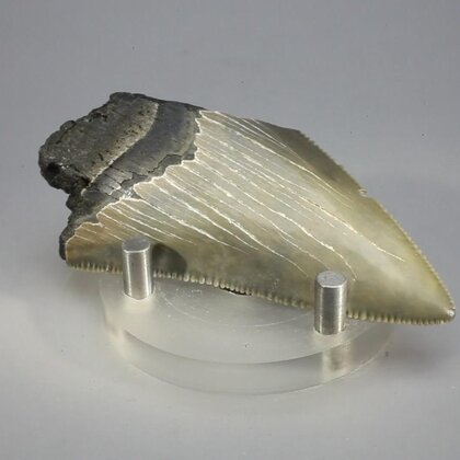 Fossilised Megalodon Tooth ~73mm