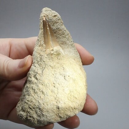 Fossilised Mosasaur Tooth on Matrix ~105 x 65mm