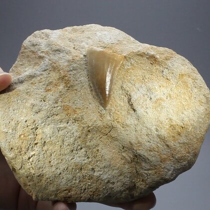 Fossilised Mosasaur Tooth on Matrix ~125 x 105mm