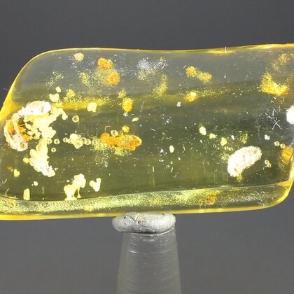 Insect in Amber Specimen ~55mm