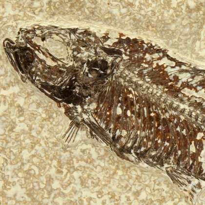 Fossil Fish Plate - Knightia ~ 26 x 22cm