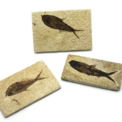 Knightia Fossil Fish Plate