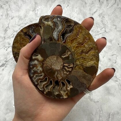 Madagascan Ammonite Fossil Pair ~11.4cm