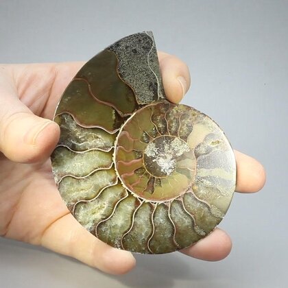 Madagascan Ammonite Fossil Pair ~8.5cm