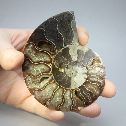 Madagascan Ammonite Fossil Pair ~9cm