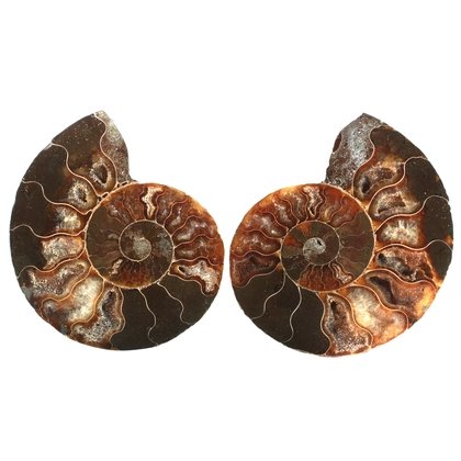 Madagascan Ammonite Fossil Pair (with iridescent Ammolite) ~8cm