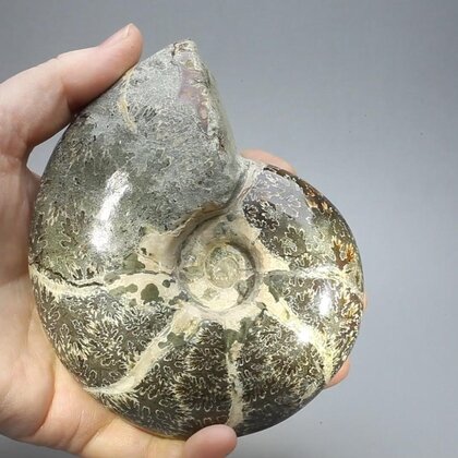 Madagascan Ammonite Fossil (with iridescent Ammolite) ~11.6cm