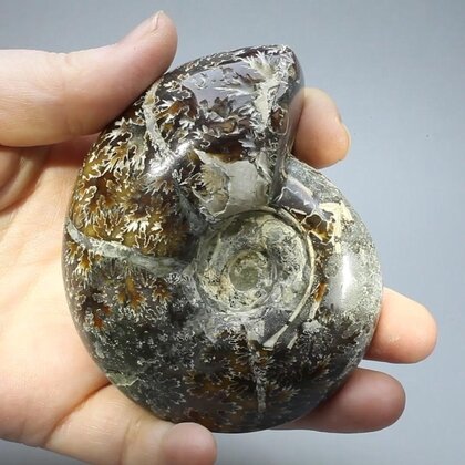 Madagascan Ammonite Fossil (with iridescent Ammolite) ~8.2cm