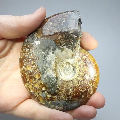 Madagascan Ammonite Fossil (with iridescent Ammolite) ~8.9cm