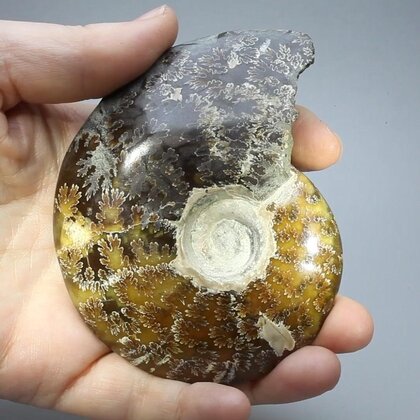 Madagascan Ammonite Fossil (with iridescent Ammolite) ~9.4cm