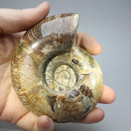 Madagascan Ammonite Fossil (with iridescent Ammolite) ~9.4cm