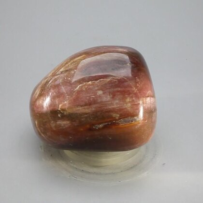 Petrified Wood Extra Large Tumblestone ~47mm